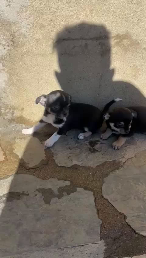 Chihuahua perros en venta: CACHORRITAS DE CHIHUAHUA  - Video 1