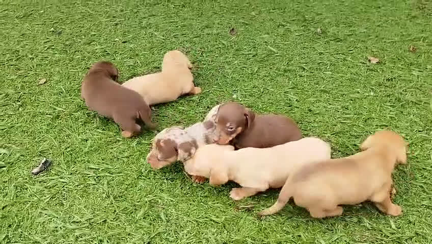 Teckel Miniatura perros en venta: Teckel mini  - Video 2