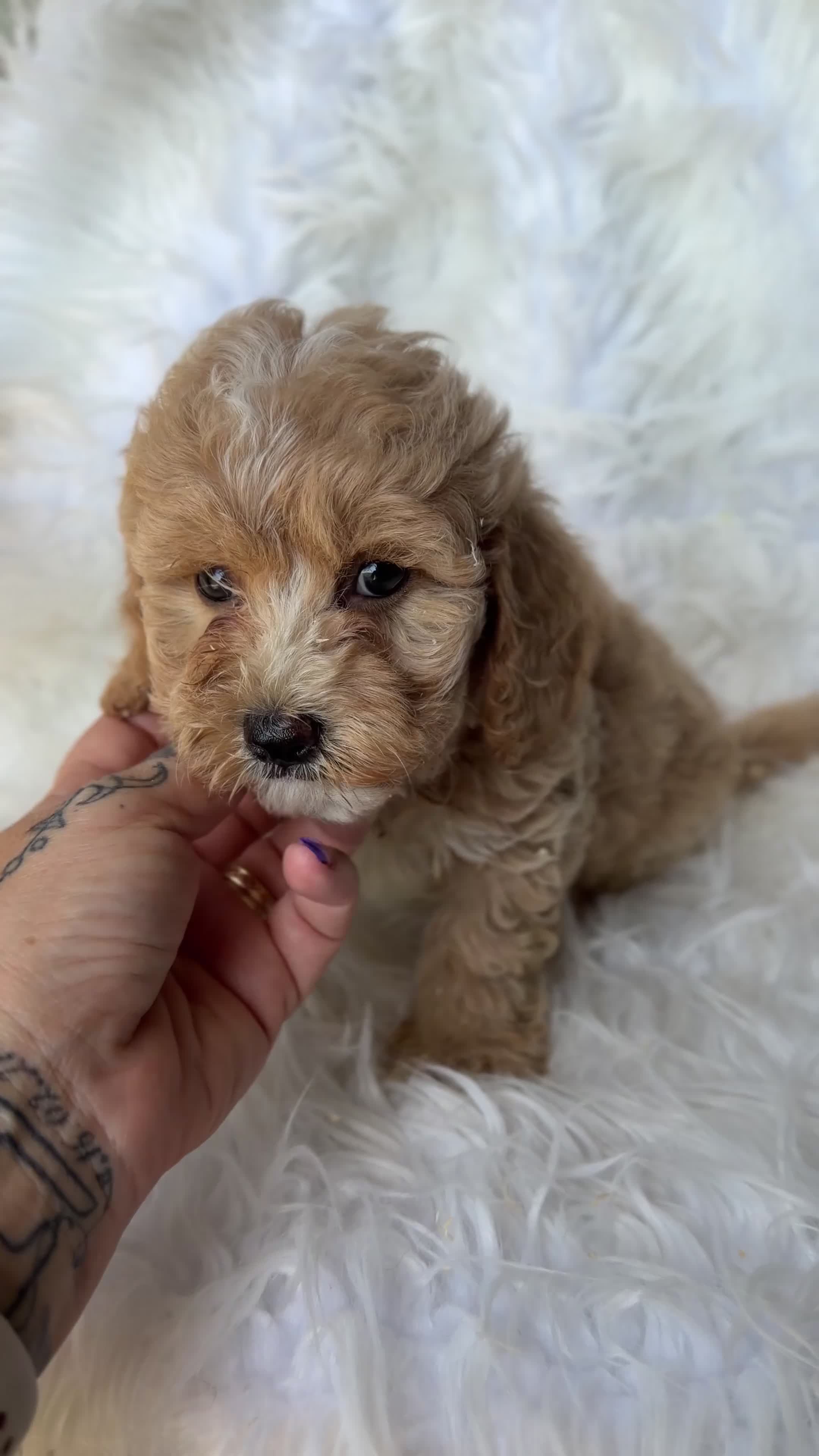 Maltipoo perros en venta: Maltipoo Toy  - Video 2