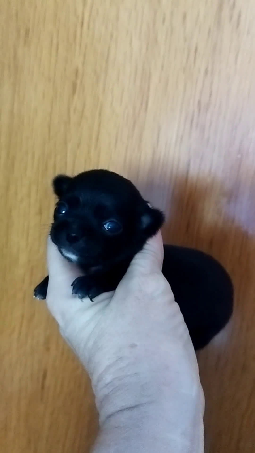 Chihuahua perros en venta: Chihuahua hembra micro toy  - Video 2