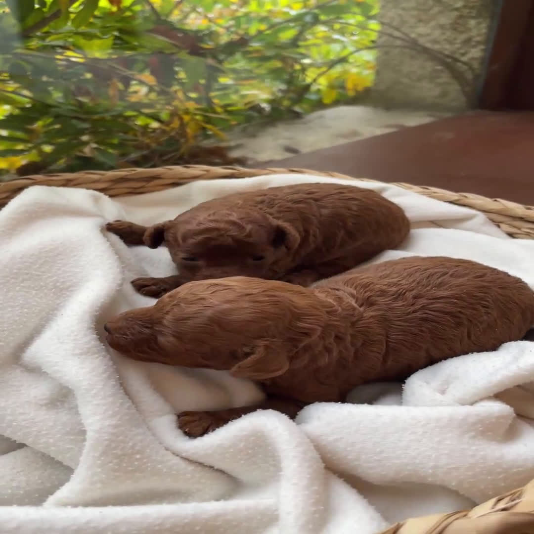 Caniche Toy perros en venta: Caniche toy rojo intenso - Video 1