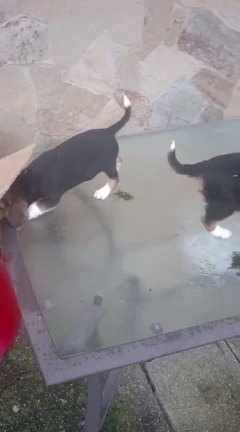 Beagle perros en venta: Cachorros de Beagle  - Video 2