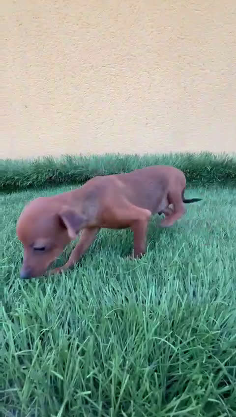 Pinscher Miniatura perros en venta: macho y hembra pinscher miniatura o mini pinscher - Video 1