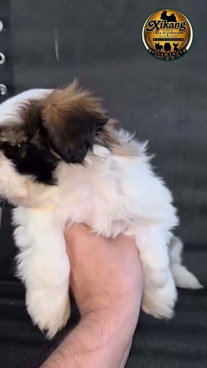 Shih Tzu perros en venta: Machitos shih tzu  - Video 1