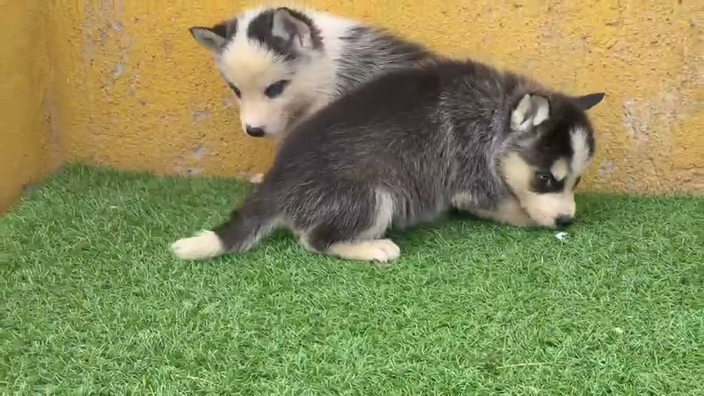 Husky Siberiano perros en venta: Cachorritas de Husky Siberiano  - Video 2