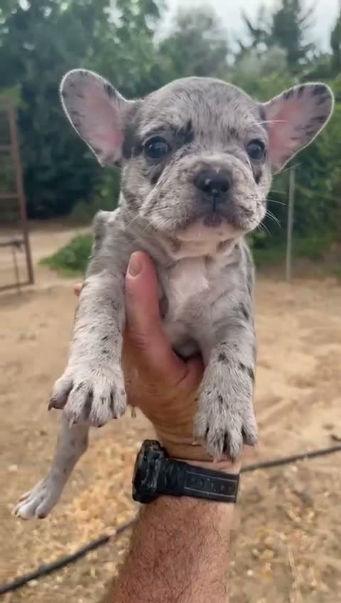 Bulldog Francés perros en venta: Bulldog frances  - Video 4