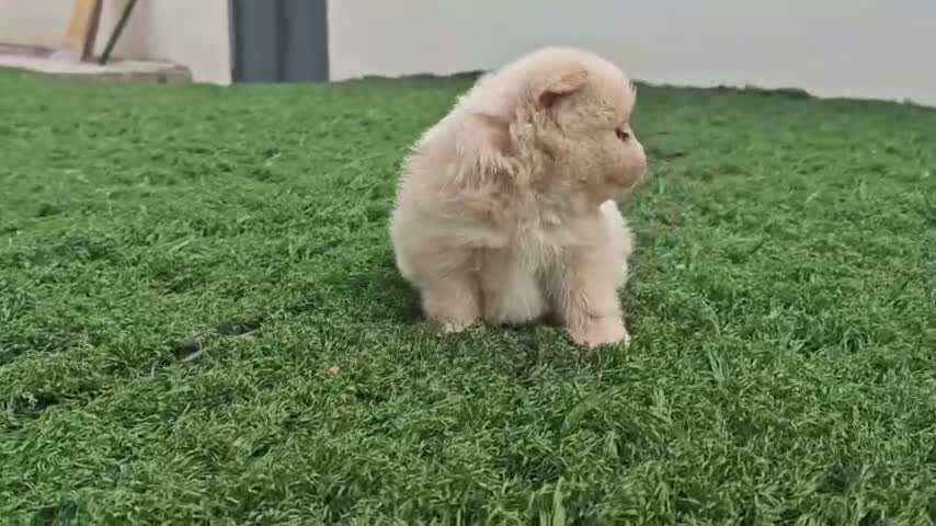 Pomerania perros en venta: Pomerania - Video 3