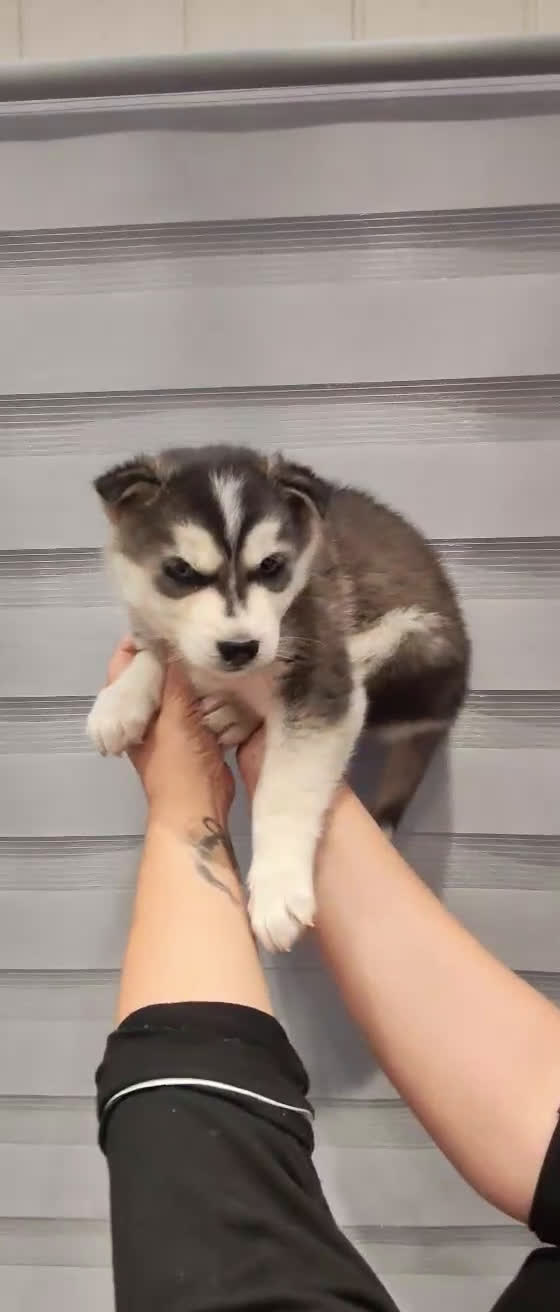 Husky Siberiano perros en venta: Pareja de Husky siberiano - Video 2