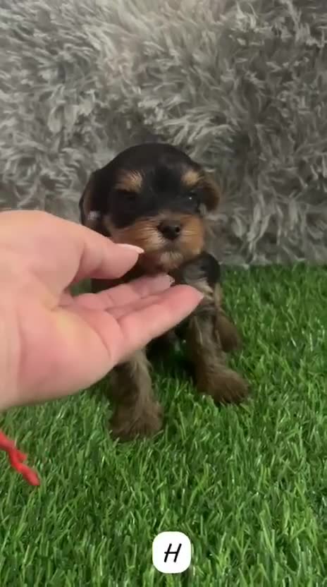 Yorkshire Terrier perros en venta: YORKSHIRE MINI TOY - Video 1
