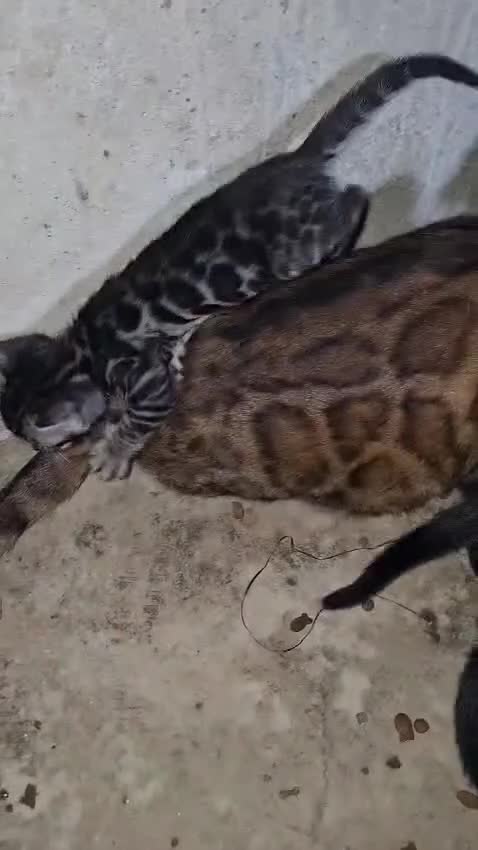 Bengalí gatos en venta: Bengalí - Video 2