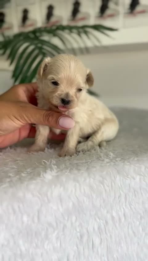 Maltipoo perros en venta: MALTIPOO COREANO  - Video 2