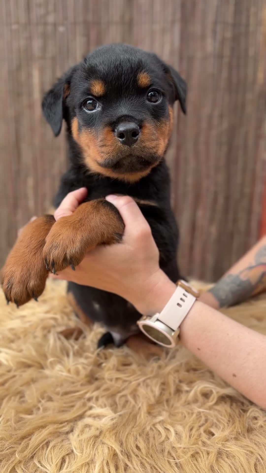 Rottweiler perros en venta: Rottweiler  - Video 2