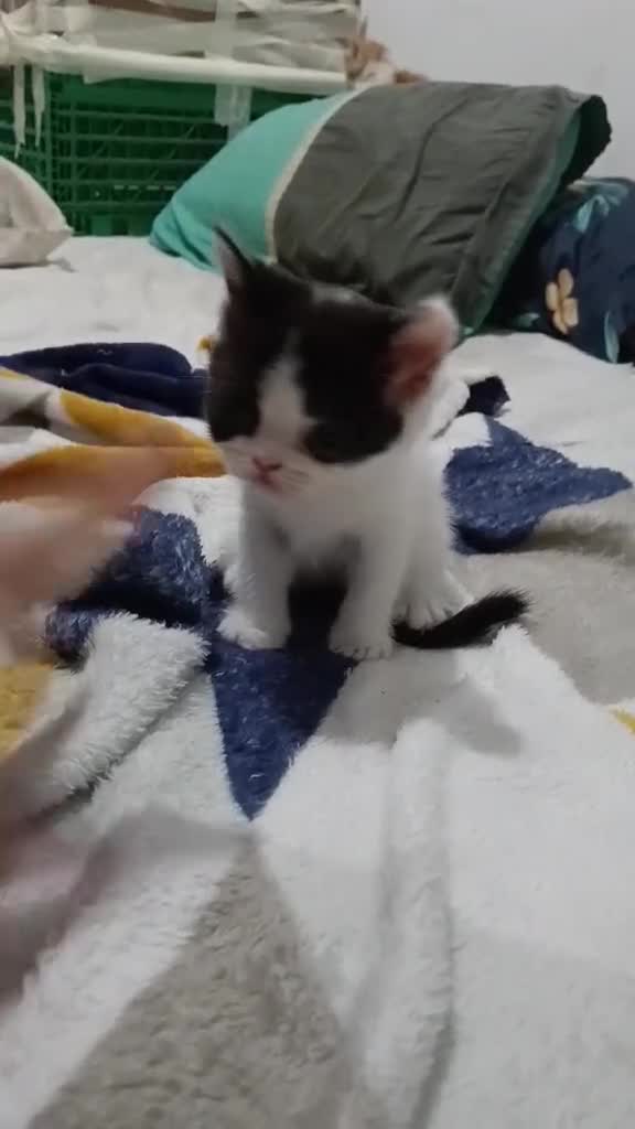 Exótico de Pelo Corto gatos en venta: Persa exótico de pelo corto en Barcelona - Video 1