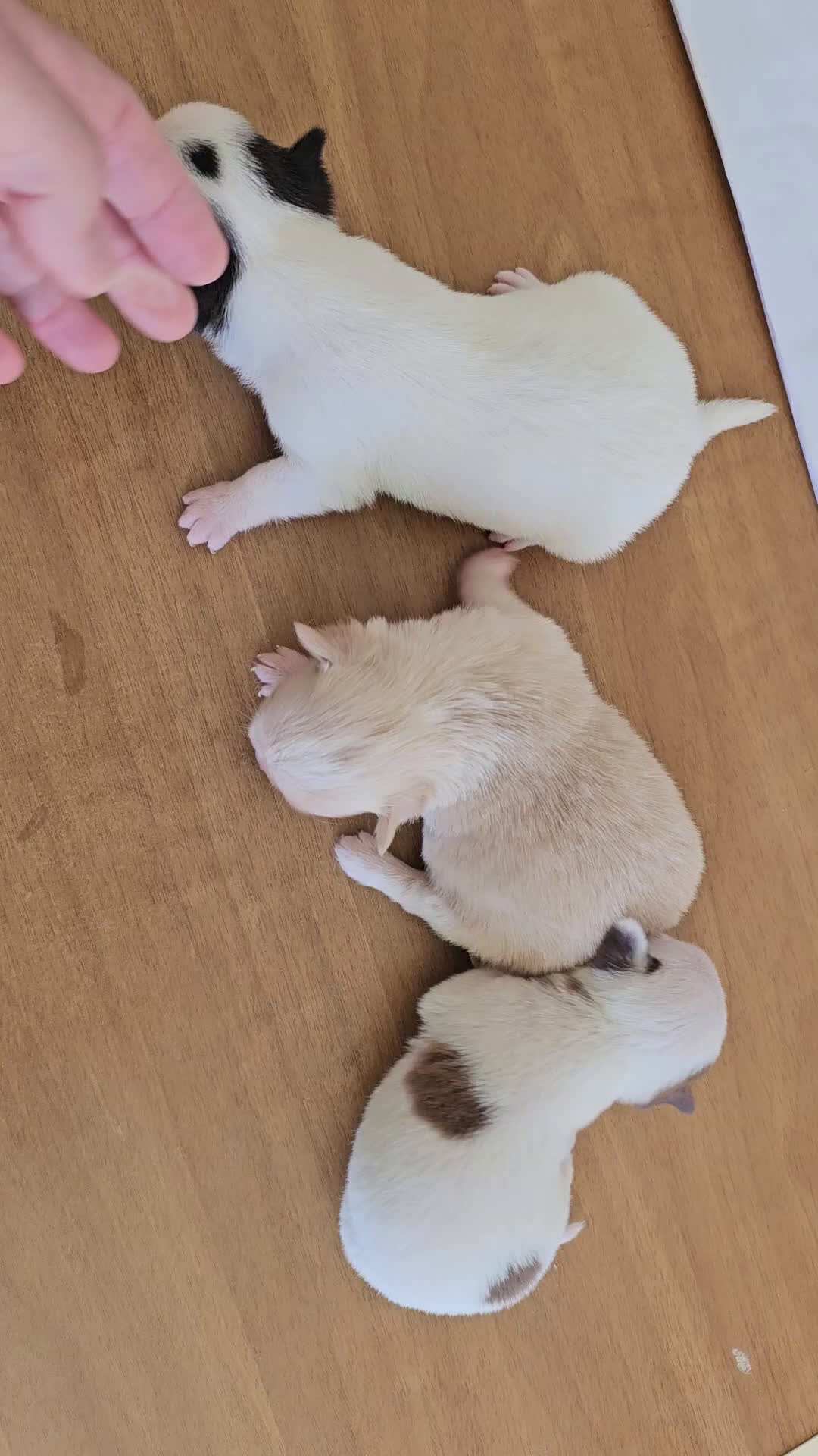 Chihuahua perros en venta: Espectaculares chihuahuas  - Video 1