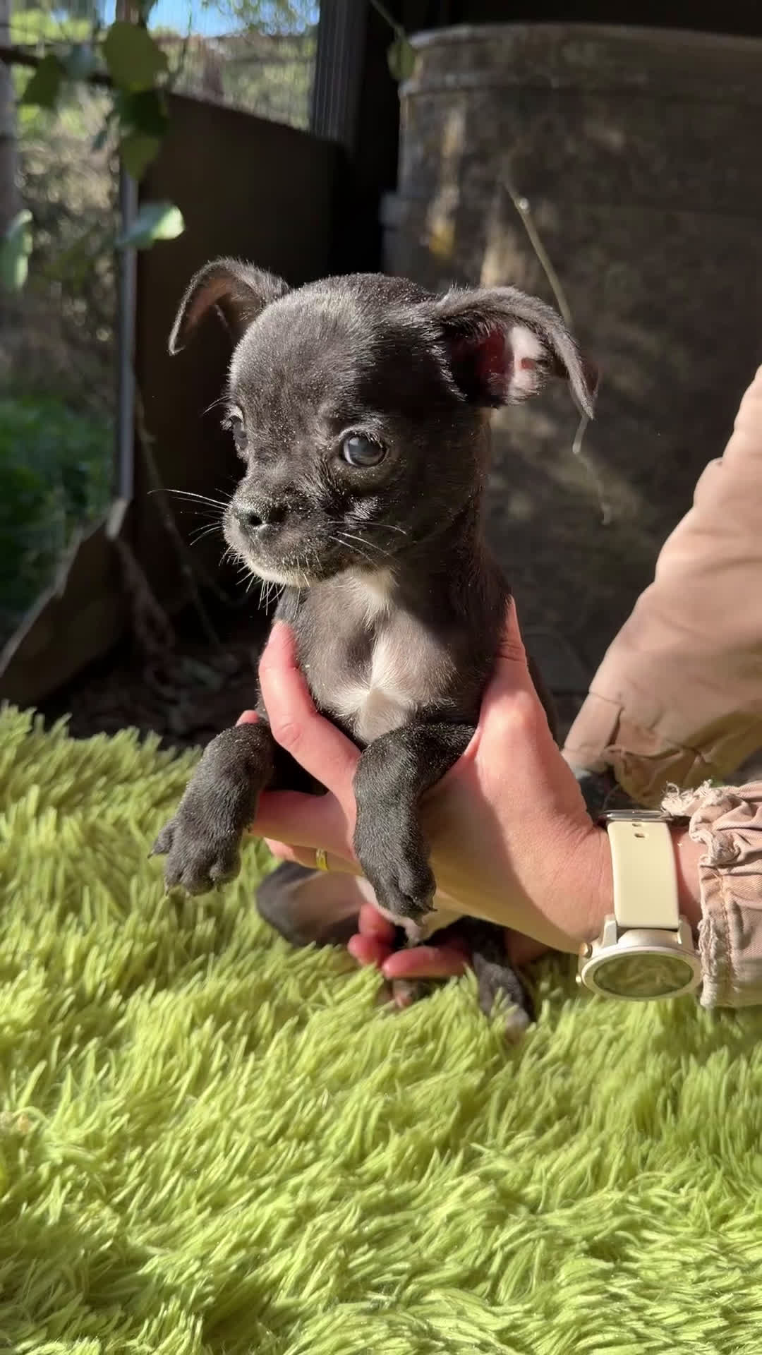 Chihuahua perros en venta: Chihuahua negrito  - Video 1