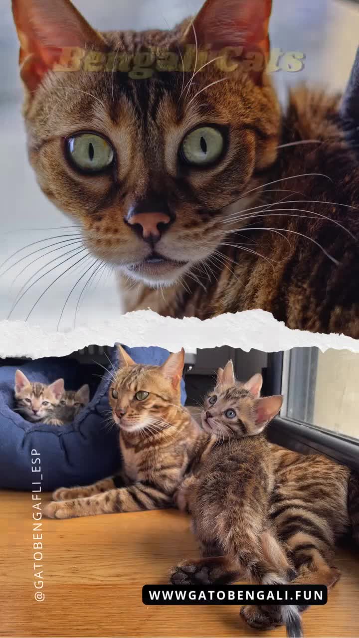 Bengalí gatos en venta: Camada Gato Bengalí - Alta Calidad - Video 1