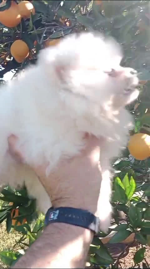 Pomerania perros en venta: Mini Pomerania     en Segovia - Video 3