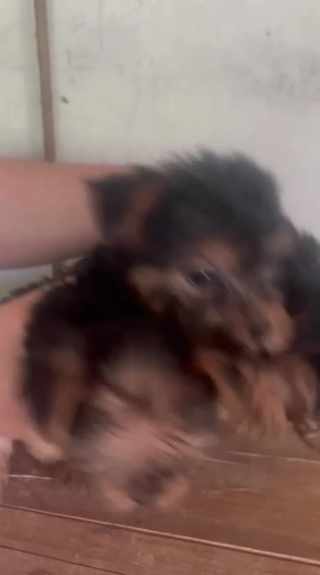 Yorkshire Terrier perros en venta: Yorkshire terrier toy - Video 2