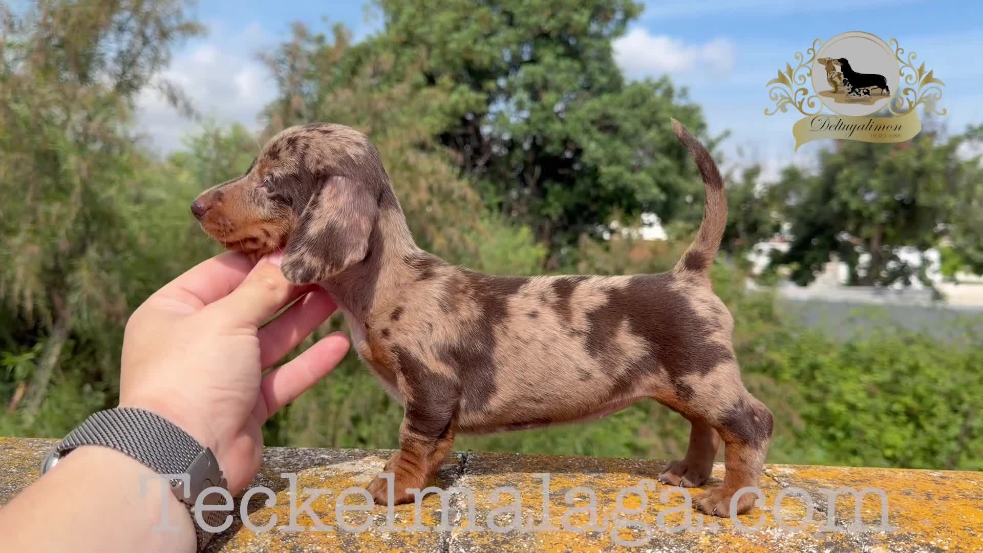 Teckel Miniatura perros en venta: Teckel arlequin chocolate 🍫  - Video 2