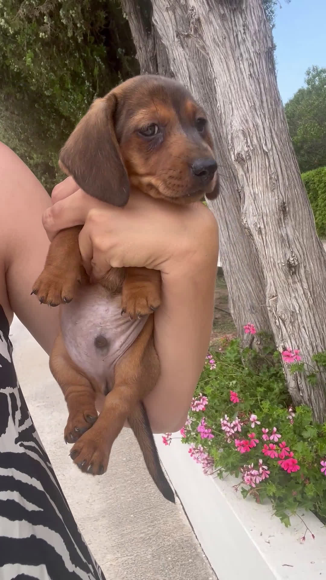 Teckel Miniatura perros en venta: Impresionante Teckel miniatura 601144783 - Video 1
