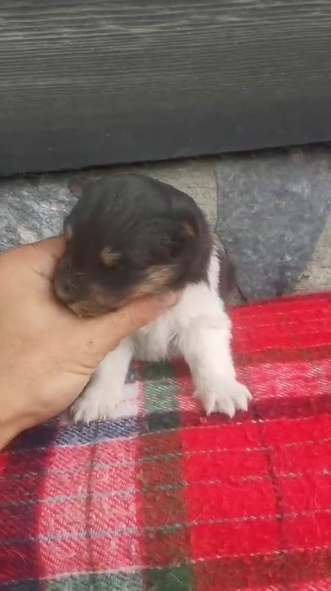 Perro Pastor de las Shetland perros en venta: Cachorros pastor de Shetland - Video 1