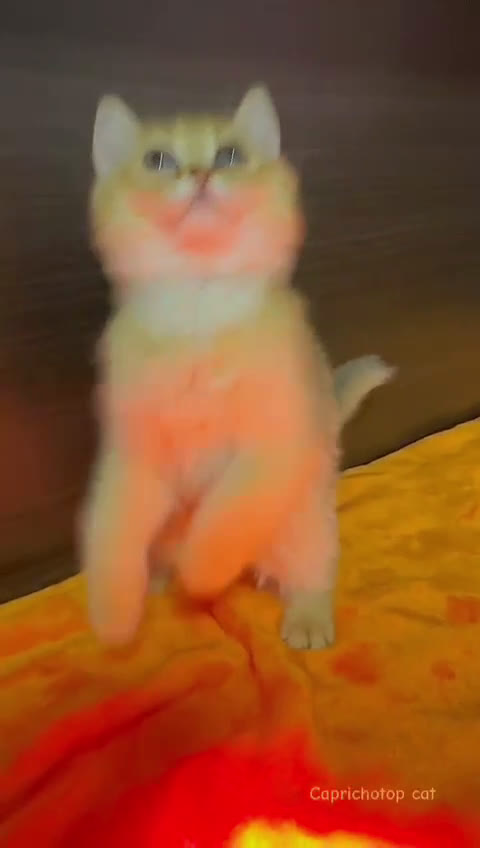 Británico de Pelo Corto gatos en venta: Británicos y Scottish Fold gatitos  - Video 3