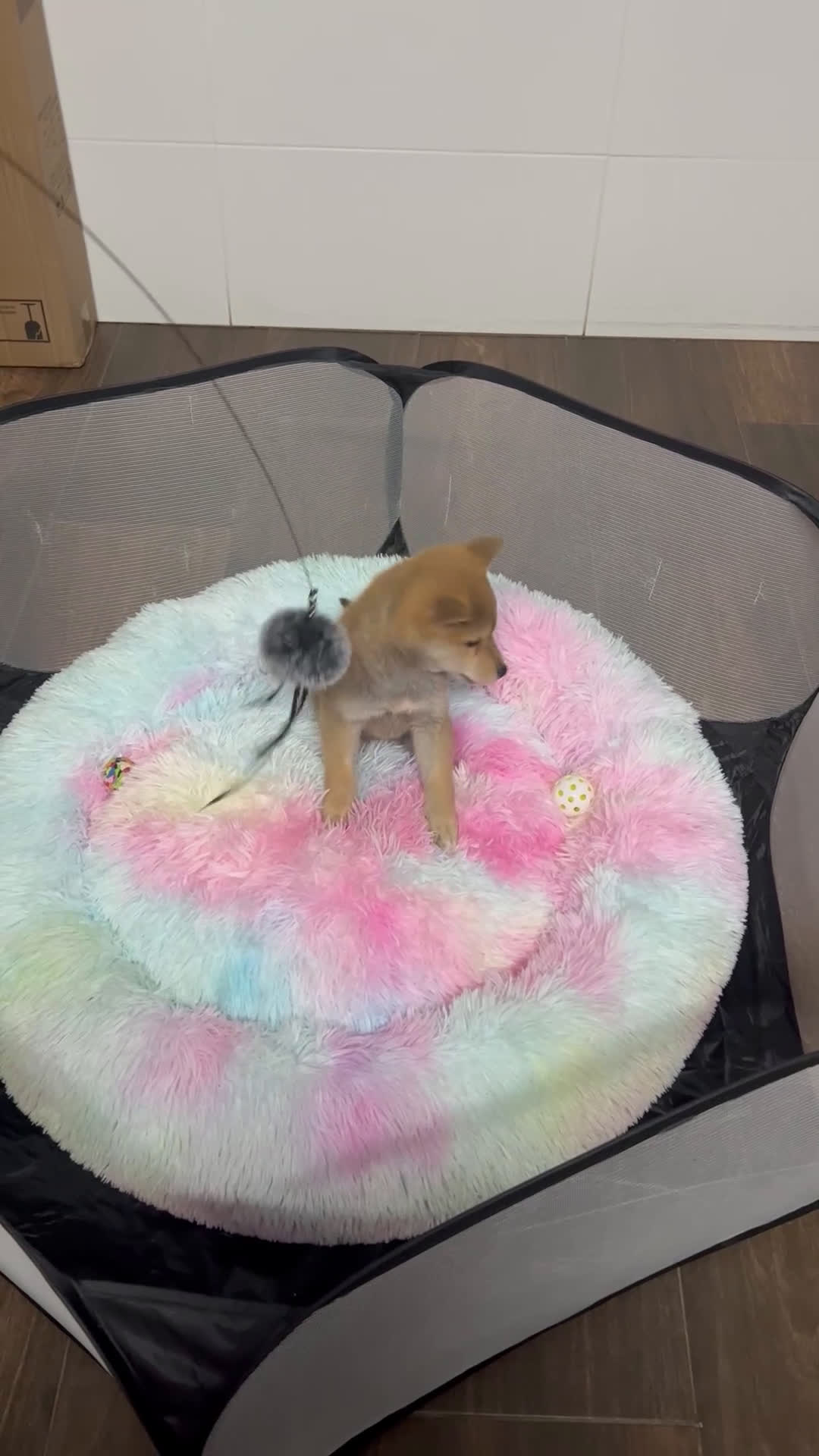 Shiba Inu perros en venta: SHIBA cachorros calidad  - Video 1