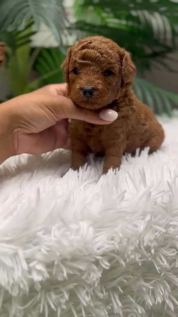Caniche Toy perros en venta: CANICHE ROJO MACHO - Video 2