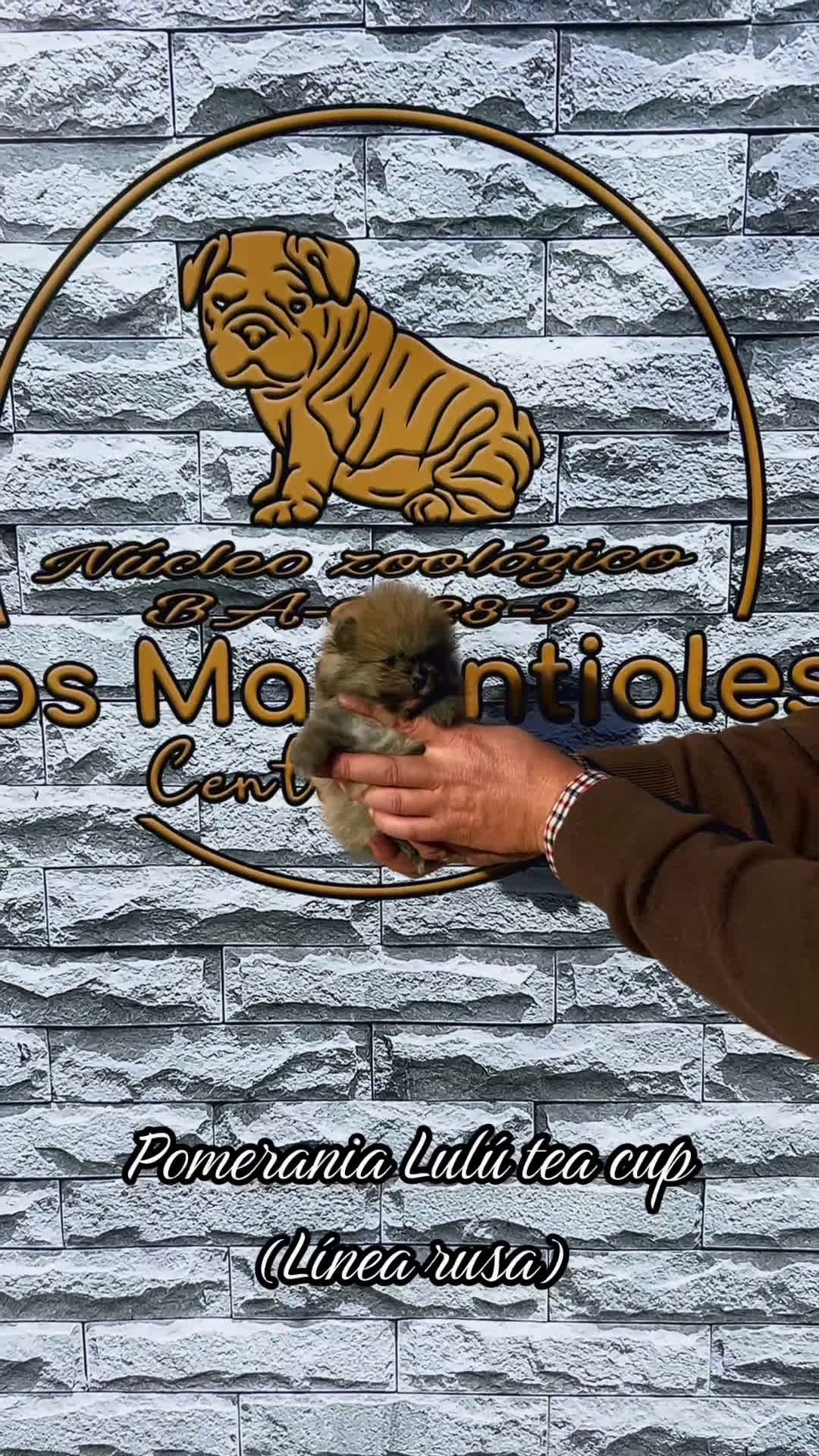 Pomerania perros en venta: Cachorros pomerania - Video 2