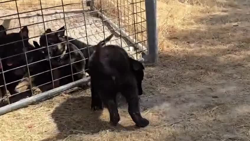 Pastor Alemán perros en venta: Pastor alemán línea de trabajo  - Video 1