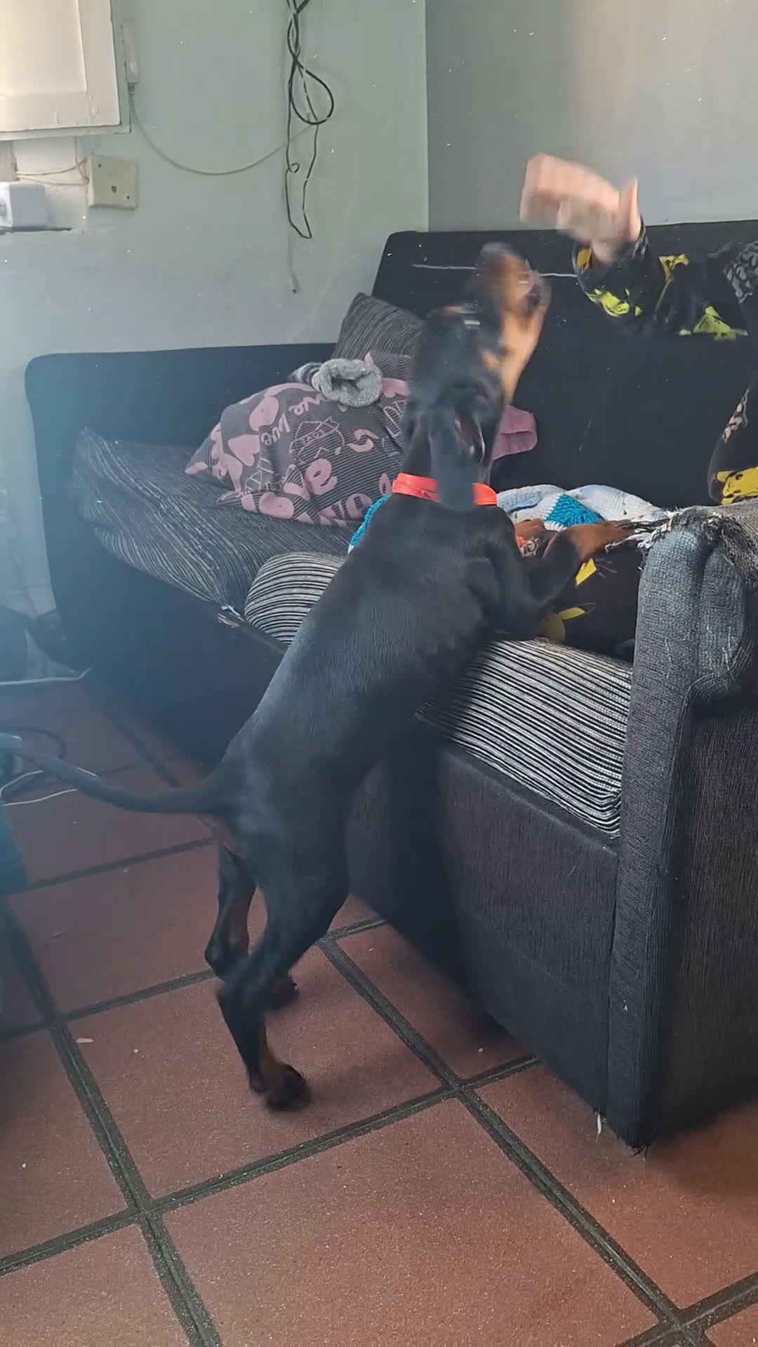 Dobermann perros en venta: Macho espectacular  - Video 1