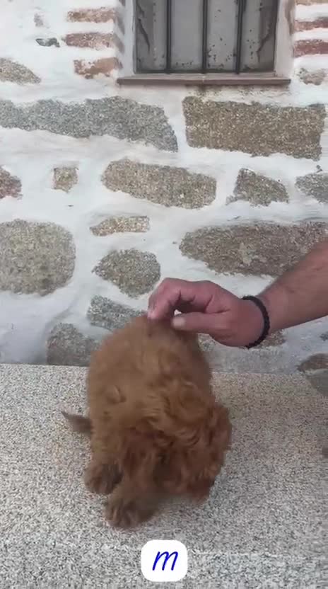 Caniche Enano perros en venta: CANICHE ENANO ROJO PIMENTÓN - Video 2