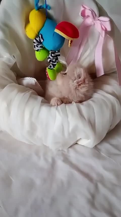 Persa gatos en venta: Disponible gatitos persa  - Video 2