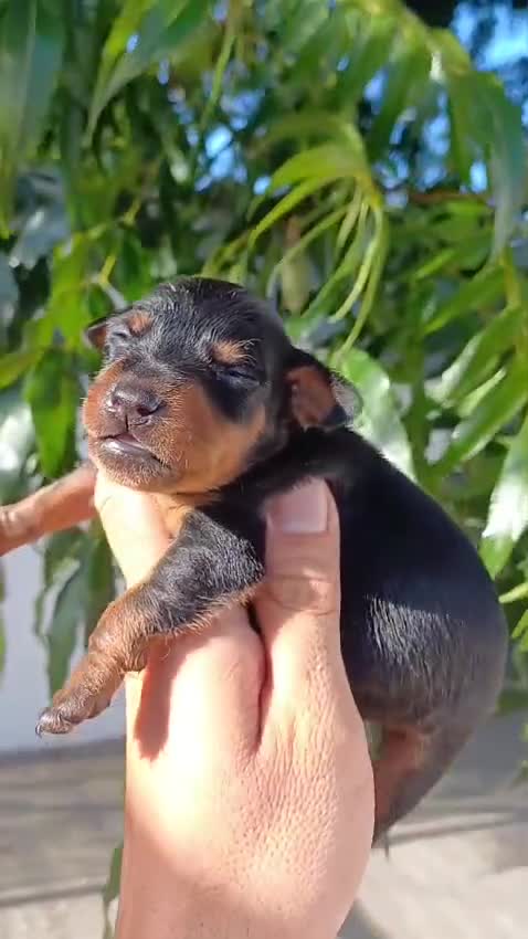 Pinscher Miniatura perros en venta: Pinscher miniatura  - Video 4