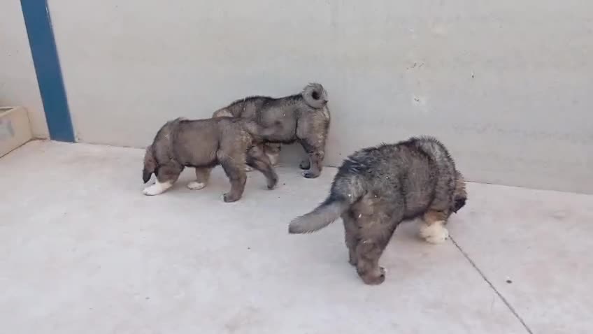 Pastor del Cáucaso perros en venta: Pastor del Cáucaso  - Video 1