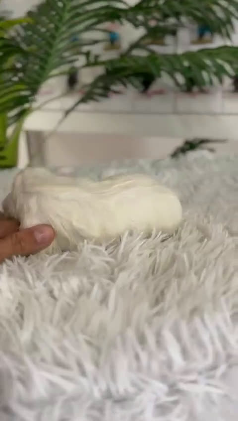 Bichón Maltés perros en venta: BICHON MALTES - Video 2