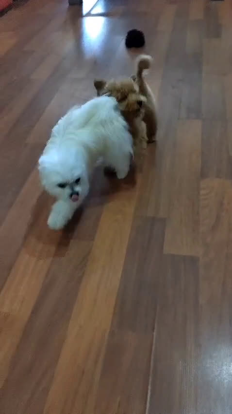 Otras razas perros en venta: Cachorro de Maltipom en Segovia - Video 3