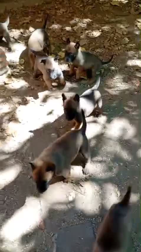 Pastor Belga Malinois perros en venta: Pastor Belga Malinois - Video 1