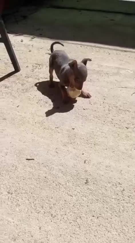 Pinscher Miniatura perros en venta: Hembra pinscher Blue🐶🐾 en Barcelona - Video 1