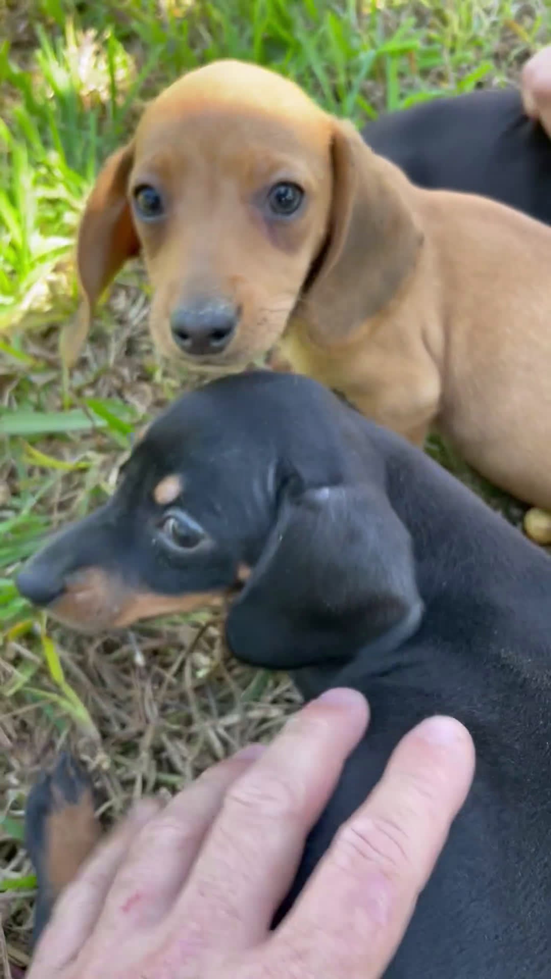 Teckel Miniatura perros en venta: Tecke miniatura listos para entregar  - Video 3