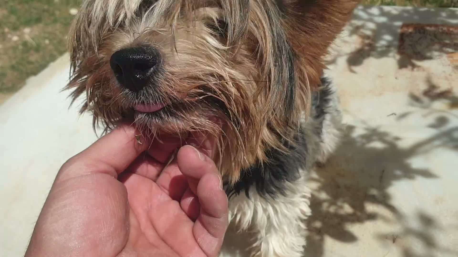 Biewer Yorkshire Terrier a la Pom Pon perros en venta: Biewer yorkshire y golden adultos con pedigree - Video 1
