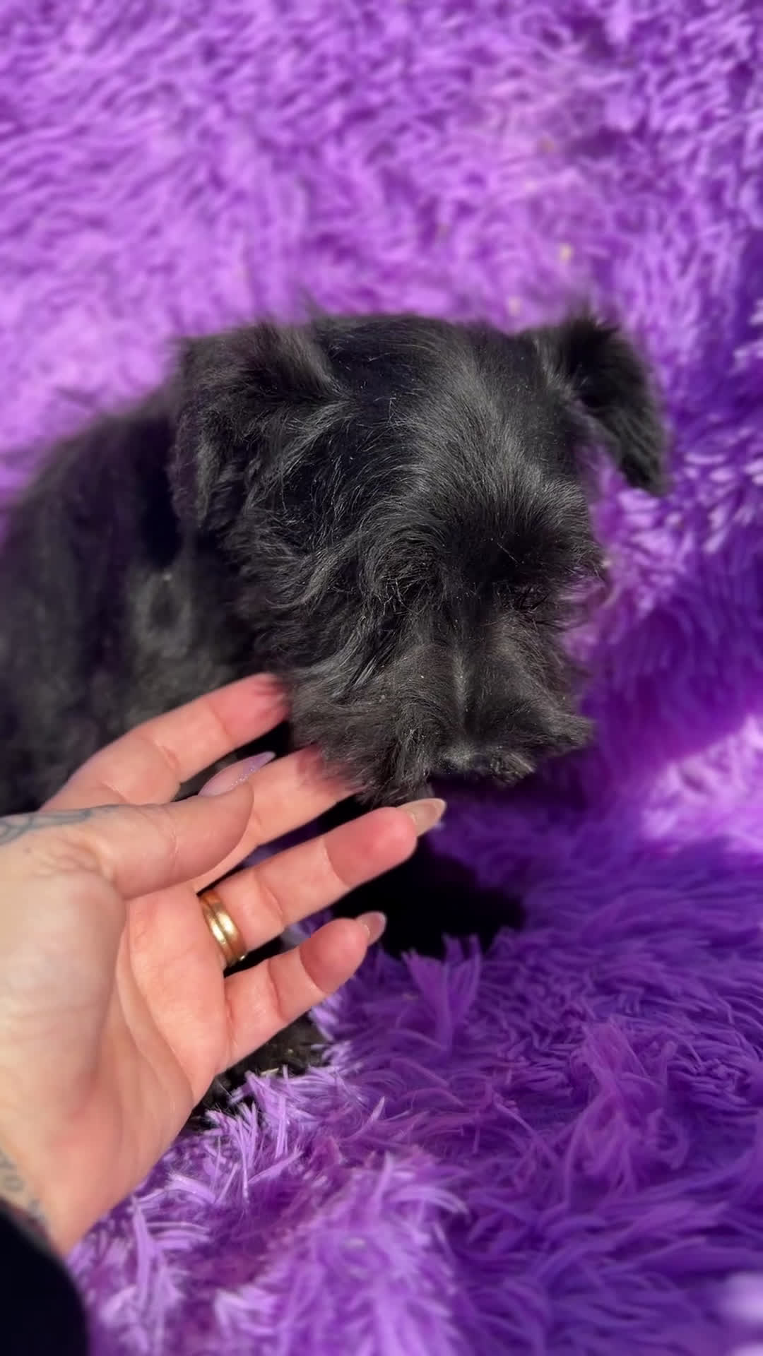 Schnauzer Miniatura perros en venta: Schnauzer negro azabache  - Video 1
