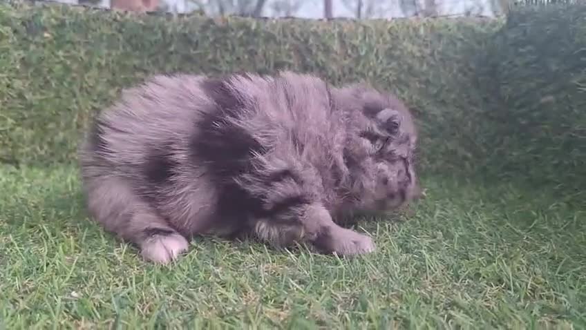 Pomerania perros en venta: Pomeranias - Video 3