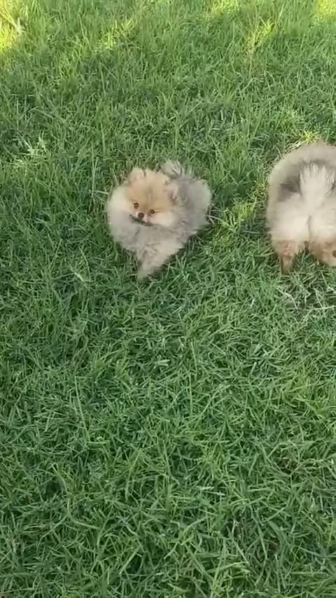 Pomerania perros en venta: POMERANIA  - Video 1