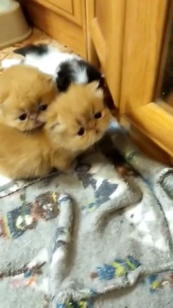 Persa gatos en venta: Persas en Madrid - Video 1