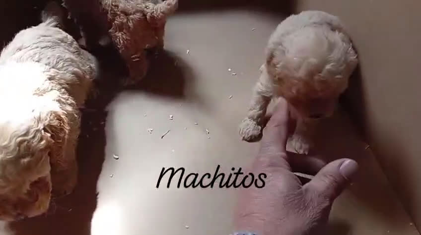 Caniche Toy perros en venta: caniches apricot toy 💛 en Madrid - Video 3