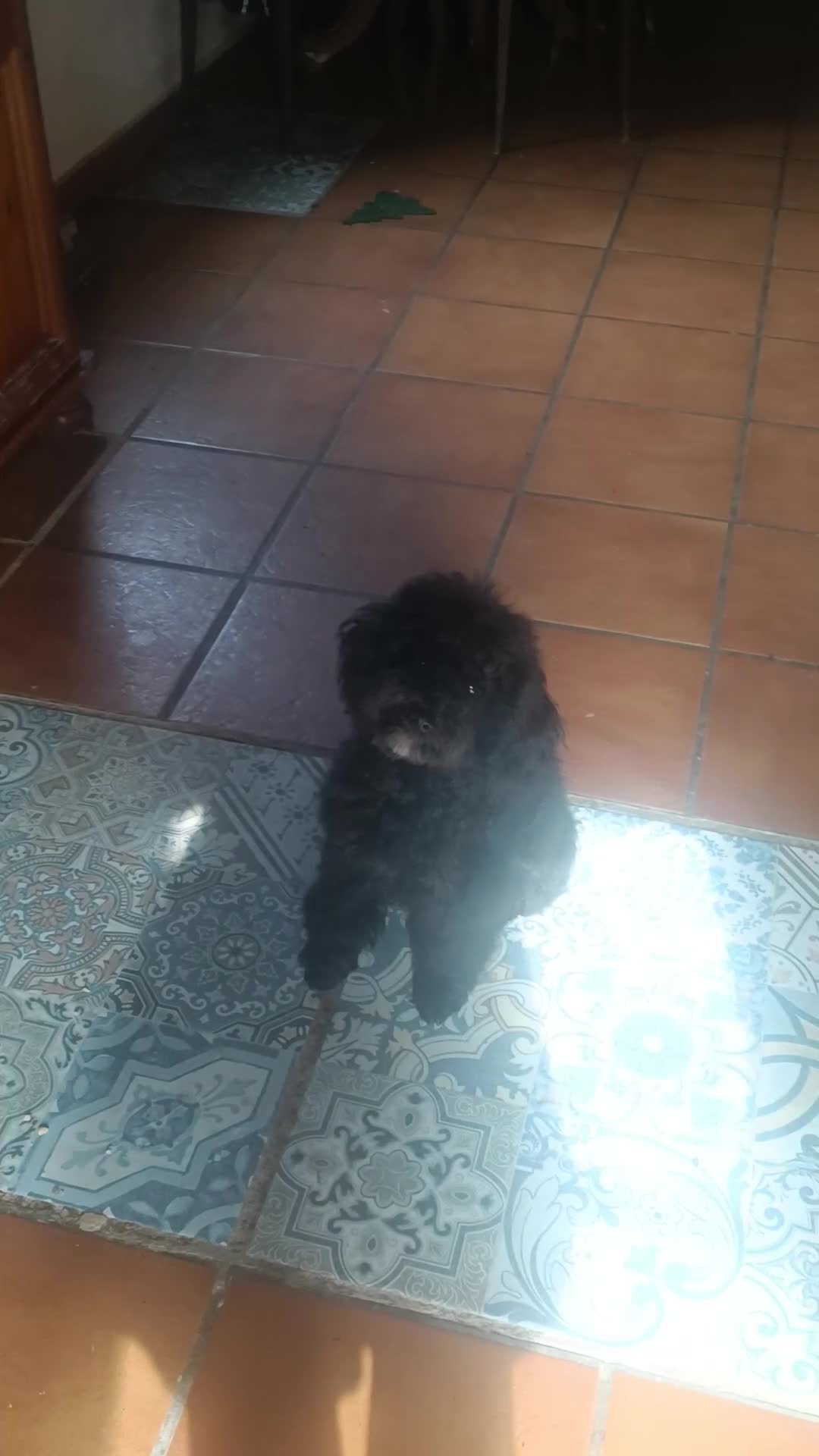 Caniche Enano perros en venta: Caniche enano oportunidad - Video 1