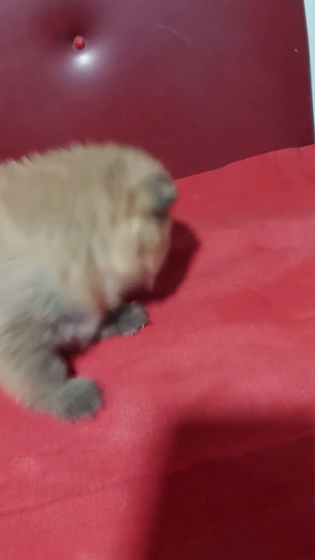 Pomerania perros en venta: Pomerania - Video 5