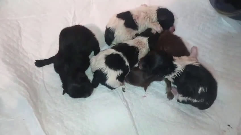 Pomchi perros en venta: Preciosa camada de pomerania  - Video 2