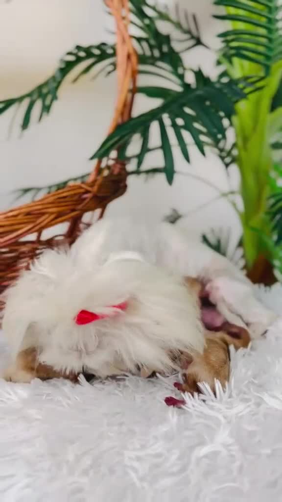 Maltipoo perros en venta: MALTIPOO HEMBRA TOY - Video 2